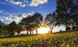 De geluiden van de zomer