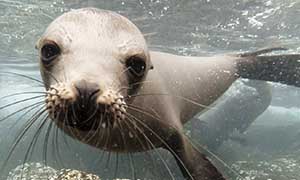 Sea lion sound