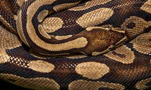 Python Snake Sounds