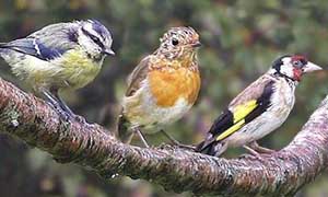 Wilde vogelgeluiden